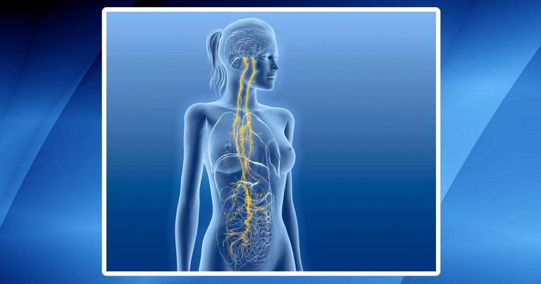 vagus-nerve-and-its-functions-0