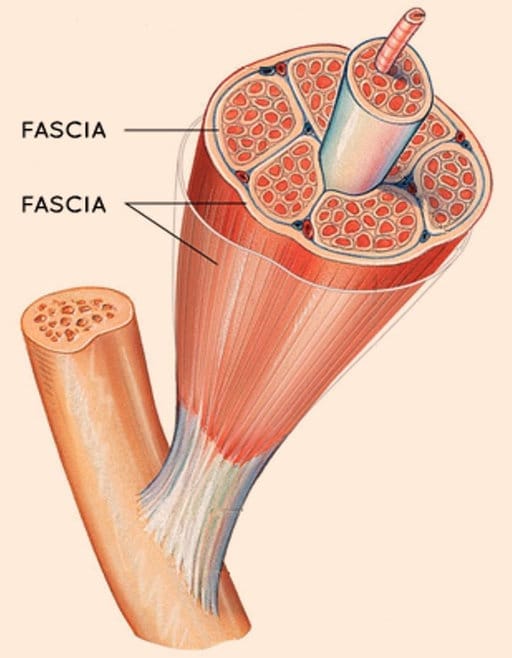Fascia diagram https://movementmatters.info