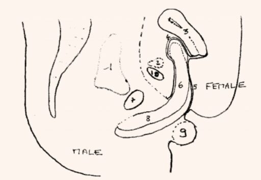 Anatomical cross-section from an MRI study showing the penis positioned in the anterior fornix during intercourse.