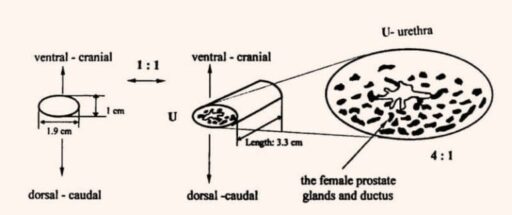 Image 2: Schematic diagram illustrating how the dimensions of the female urethra define the overall volume of the prostate gland.