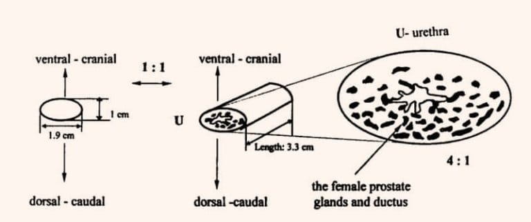 Image 2: Schematic diagram illustrating how the dimensions of the female urethra define the overall volume of the prostate gland.