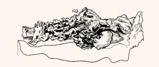 Image 5: Anatomical model showing prostatic glands distributed evenly along the entire path of the female urethra.