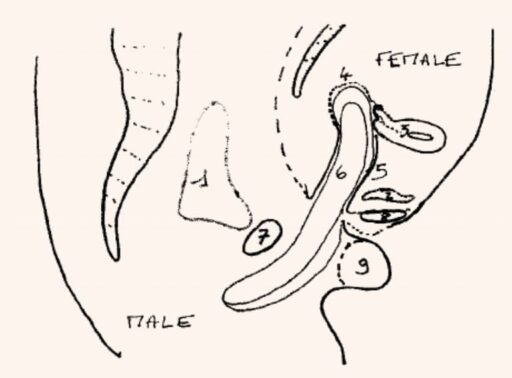 Anatomical cross-section from an MRI study showing the penis positioned in the posterior fornix during intercourse.