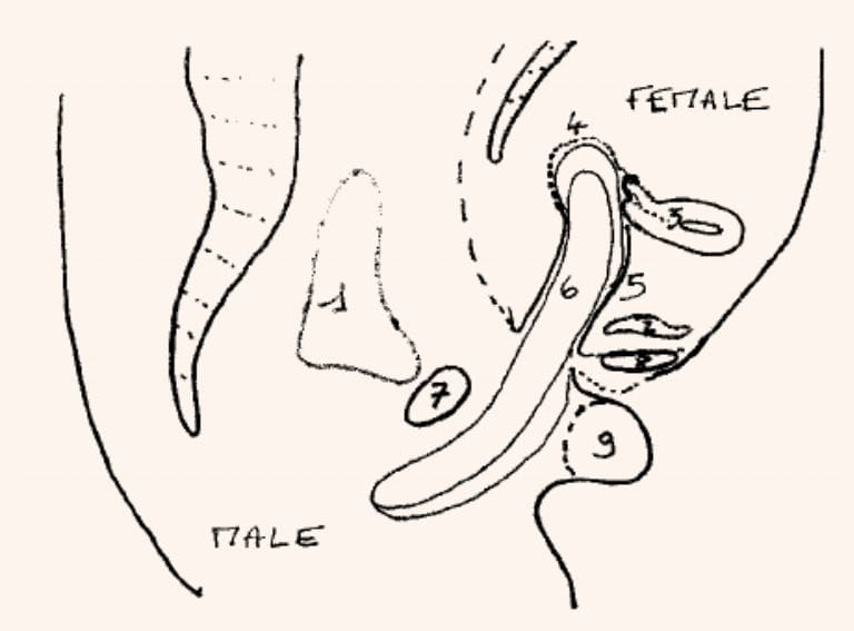 Anatomical cross-section from an MRI study showing the penis positioned in the posterior fornix during intercourse.