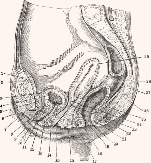 Classic medical cross-section of female pelvic anatomy showing the urethral sponge at markers 9 and 14.