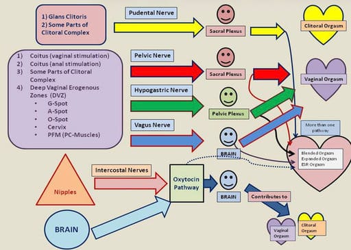 Four Nerve Six Pathway Theory of Female Orgasm