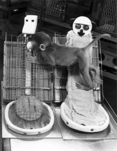 Infant rhesus monkey with cloth and wire mother surrogates (Harlow, 1959: 76) (Courtesy of Harlow Primate Laboratory, University of Wisconsin-Madison)