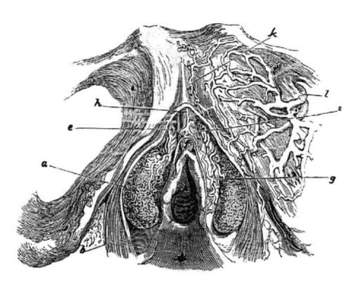 Clitoral diagram of Kobelt.